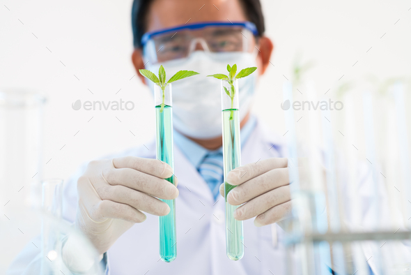Testing GMO Plants - Stock Photo - Images