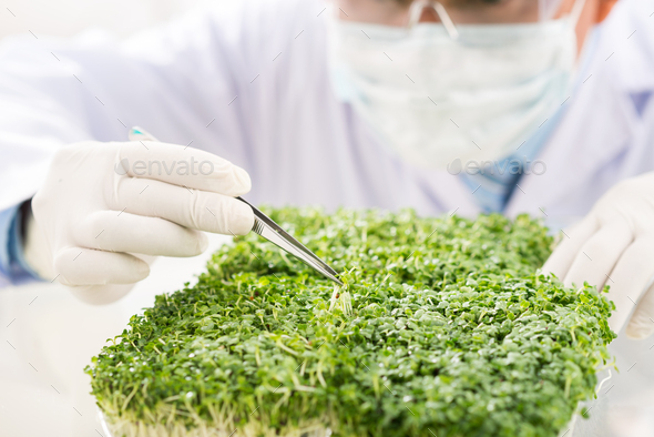 Checking Quality of GMO Plants - Stock Photo - Images
