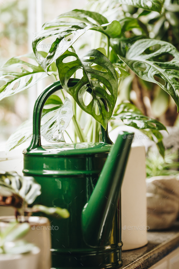 Potted green plants on window. Home decor and gardening concept. - Stock Photo - Images