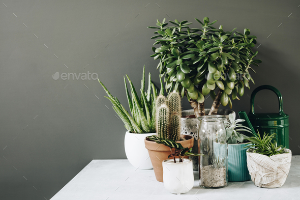 Collection of various cactus and succulent plants in different pots. - Stock Photo - Images