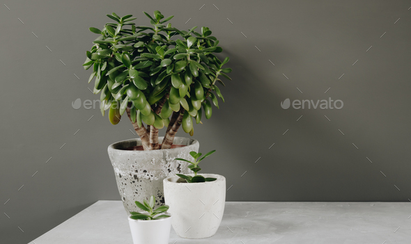 Houseplant Crassula ovata jade plant money tree opposite the wall. - Stock Photo - Images
