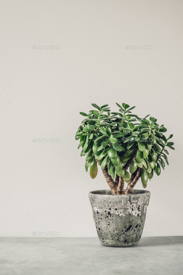 Houseplant Crassula ovata jade plant money tree opposite the white wall. - Stock Photo - Images