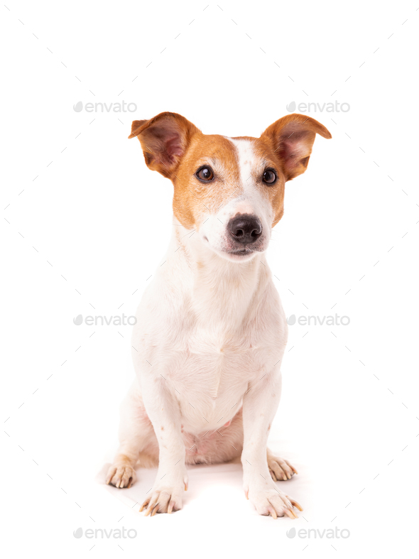dog jack russell terrier looks up on a white background - Stock Photo - Images