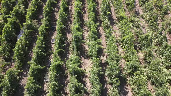Countryside Farms and Vineyard Grapes, Aerial View of Ripe Grapes in Morning alt