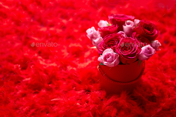 Pink roses packed in box and placed on red feathers background with copy space