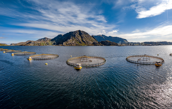Farm salmon fishing in Norway - Stock Photo - Images