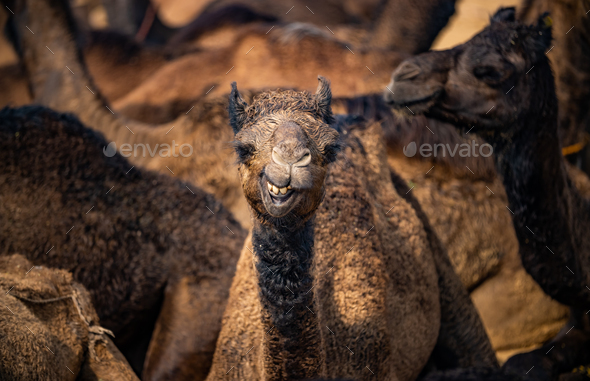 Camels at the Pushkar Fair, also called the Pushkar Camel Fair - Stock Photo - Images