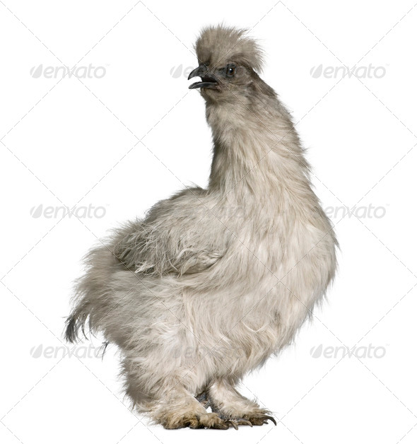 Grey Silkie hen, 1 year old, standing in front of white background - Stock Photo - Images