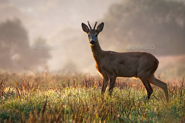 Interested roe deer buck watching on a field wet with dew in the morning - Stock Photo - Images
