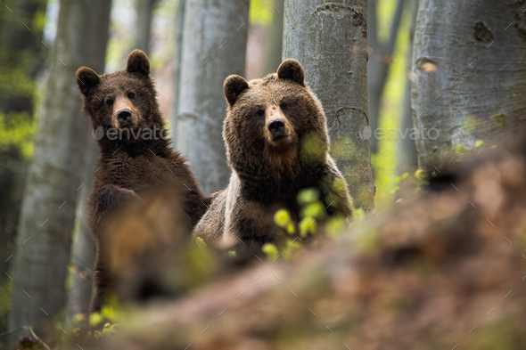 Female of brown bear together with her cub in the woods - Stock Photo - Images