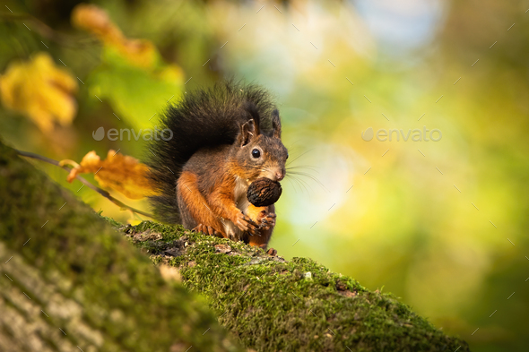 Red squirrel sitting on a moss covered branch and holding a nut in autumn - Stock Photo - Images
