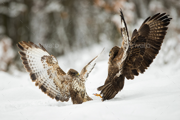 Two common buzzards fighting with wings open on snow in winter - Stock Photo - Images