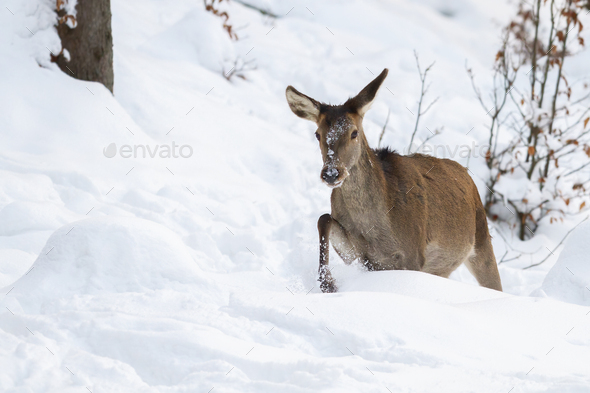 Red deer, cervus elaphus, hind in walking through snow in winter - Stock Photo - Images