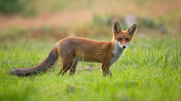 Curious red fox cub standing on a glade and facing camera in summertime - Stock Photo - Images