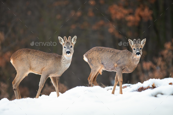 Two wild roe deer bucks watching in winter nature standing on snow - Stock Photo - Images