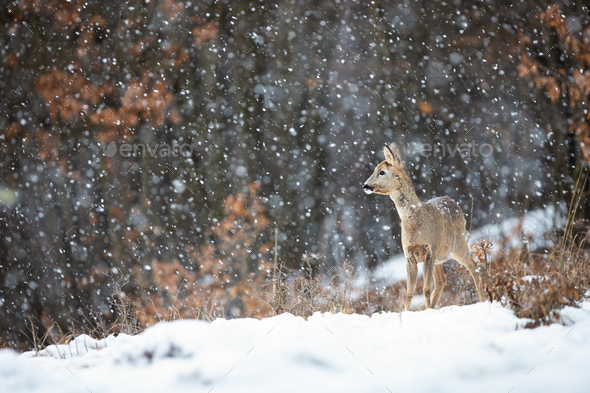Female roe doe standing on a meadow covered with snow and forest in background - Stock Photo - Images