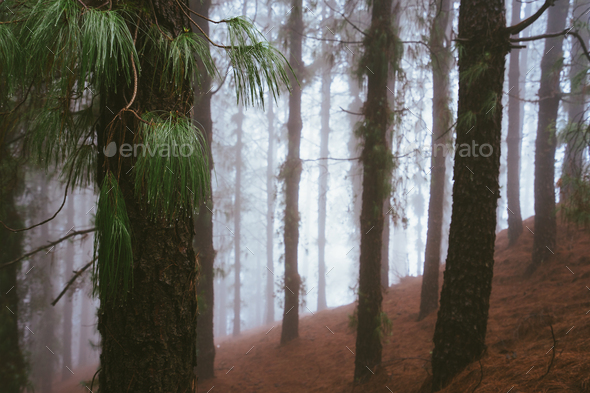 Mysterious foggy pine forest. Rainy and misty weather near Cova crater on Santo Antao Island, Cape - Stock Photo - Images