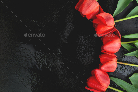 Fresh red tulips on black background. A bouquet of spring flowers, Beautiful greeting card. - Stock Photo - Images