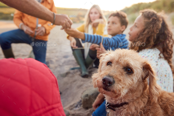 Pet Dog With Multi-Generation Family Toasting Marshmallows Around Fire On Winter Beach Vacation - Stock Photo - Images