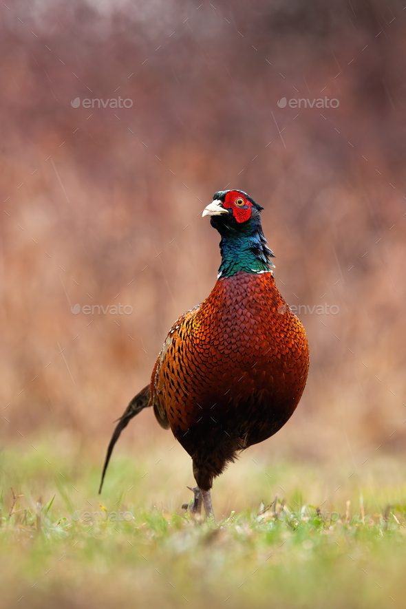 Curious pheasant looking into camera and walking on meadow in springtime - Stock Photo - Images