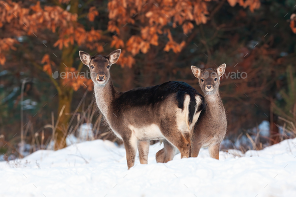 Fallow deer doe and fawn standing close and facing camera - Stock Photo - Images