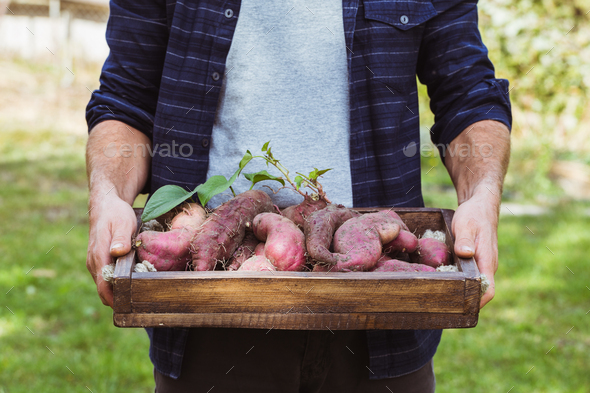 Fresh organic sweet potatoes in hands. - Stock Photo - Images