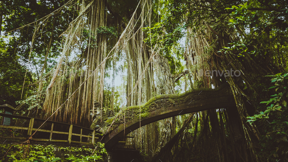 Tropical jungle roots hanging down over the bridge from the huge tree at the Sacred Monkey Forest - Stock Photo - Images