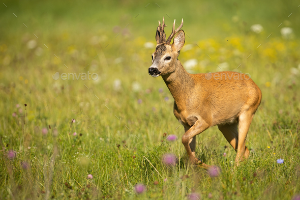 Roe deer buck walking on a green meadow with flowers in summer - Stock Photo - Images