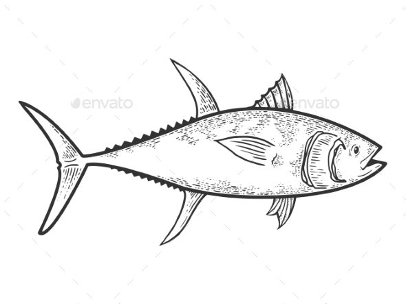 Tuna Fish Vector Art, Tuna Fish Vector, Tuna Fish Black And White, Tuna Fish  Design PNG and Vector with Transparent Background for Free Download