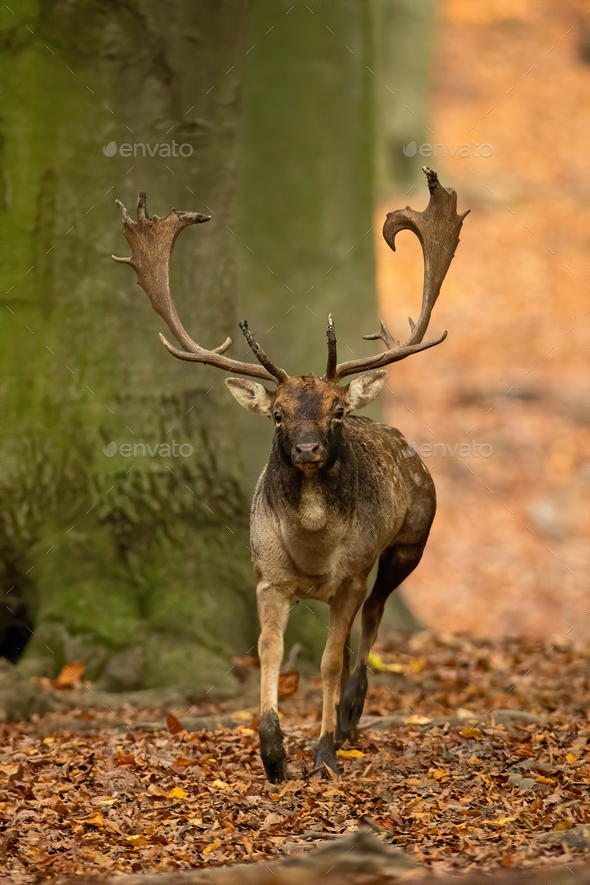 fallow deer stag