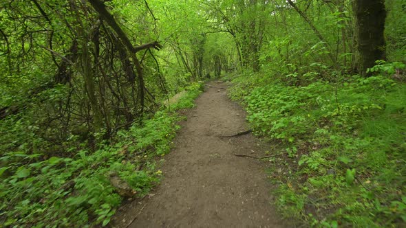 Pathway Throught Green Spring Forest