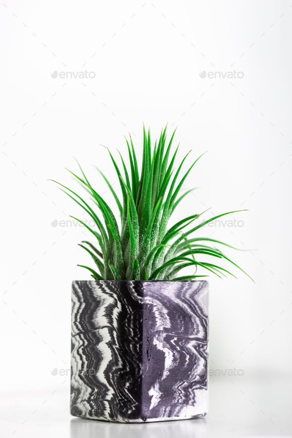Marbled geometric succulent planters with beautiful tiny plants - Stock Photo - Images