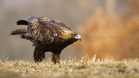 Golden eagle sitting on a meadow in autumn with copy space - Stock Photo - Images