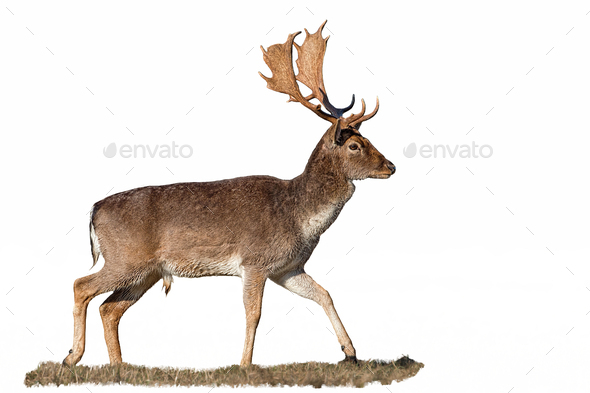 Fallow deer, dama dama, stag with antlers isolated on white - Stock Photo - Images