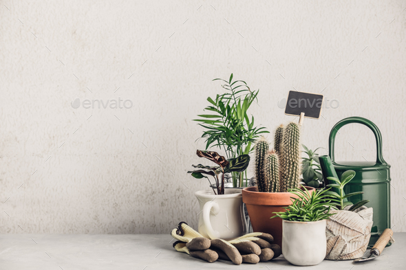 Collection of various cactus and succulent plants - Stock Photo - Images