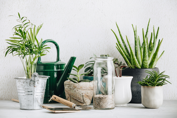 Collection of various cactus and succulent plants in different pots - Stock Photo - Images
