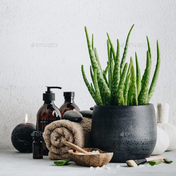 Natural Spa concept with aloe vera, space for text and logo