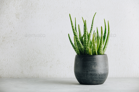 Aloe vera plant in design modern pot and white wall mock up - Stock Photo - Images
