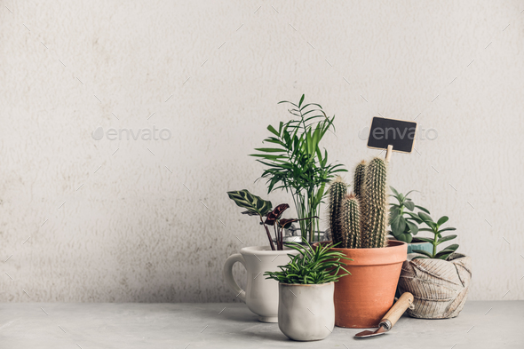 Collection of various cactus and succulent plants - Stock Photo - Images