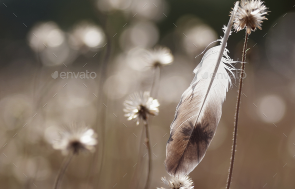The feather and wilted dandelion among morning light