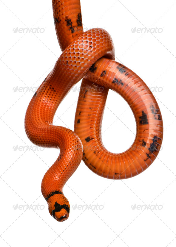 Honduran milk snake, Lampropeltis triangulum hondurensis, hanging in front of white background - Stock Photo - Images