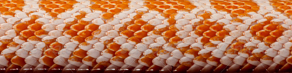 Close-up of corn snakeskin or red rat snakeskin, Pantherophis guttattus - Stock Photo - Images