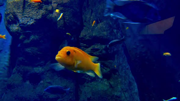 Multi colored fish swim in the aquarium.