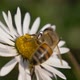 Honey Bee Daisy Close Up - VideoHive Item for Sale