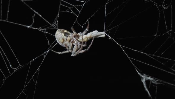 Spider Eating Prey at Night alt