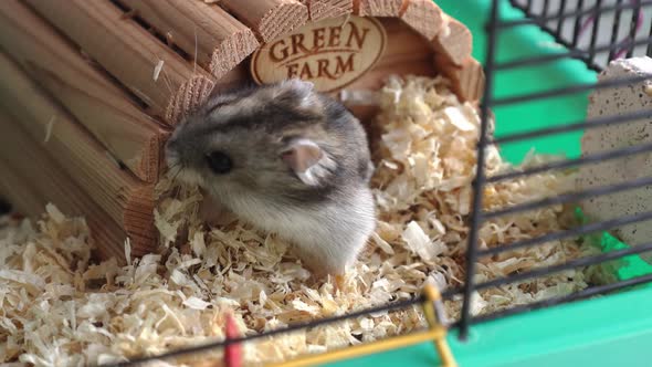 Funny Hamster Peeking Out of Cage with Sawdust Looking for and Eating Food Selective Focus