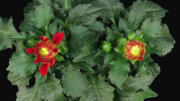 Time-lapse of blooming red dahlia, top view alt