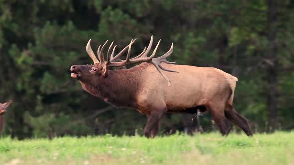 Bull Elk Rounding Up His Cows And Bugling 