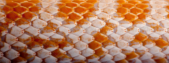 Close-up of corn snakeskin or red rat snakeskin, Pantherophis guttattus - Stock Photo - Images