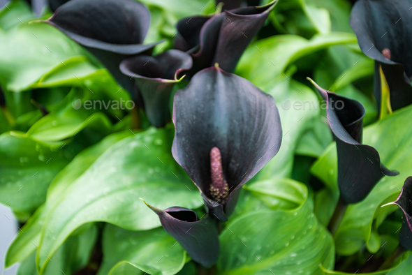 dark purple , black calla lily. Dark violet callas